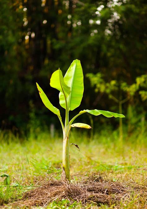 Fertilizing a Banana Tree 103: A Comprehensive Guide to Nourishing Your Tropical Gem