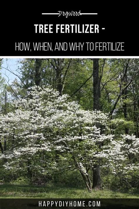 Fertilizing a Dogwood Tree Like a Pro: A 10-Step Guide