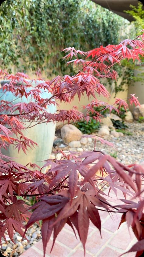 Fertilizing a Japanese Maple: A Guide to Feeding Your Majestic Tree