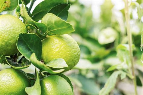 Fertilizing a Lemon Tree: A Comprehensive Guide to Nutrient Management