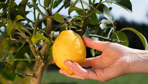 Fertilizing a Lemon Tree: The Ultimate Guide to Unlock Lemon Tree Heaven