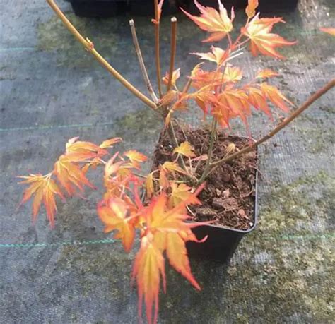 Fertilizing a Maple Tree: A Comprehensive Guide for Beginners