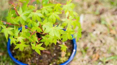 Fertilizing a Maple Tree: A Comprehensive Guide for Healthy Growth