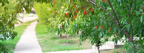 Fertilizing a Peach Tree: The Ultimate Guide