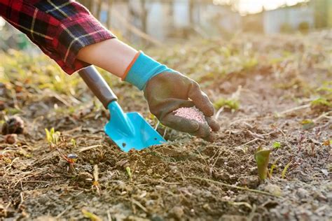 Fertilizing and Seeding Lawn: A 10-Step Masterclass