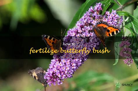 Fertilizing the Butterfly Bush: A Comprehensive Guide for a Thriving Garden