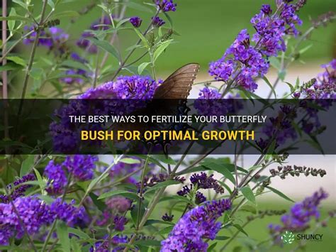 Fertilizing the Butterfly Bush: A Guide to Optimal Growth and Bountiful Blooms