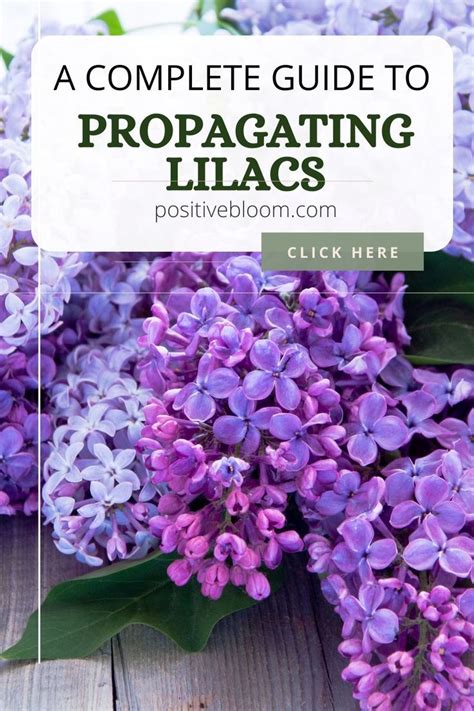 Fertilizing the Lilac: A Complete 10-Step Guide