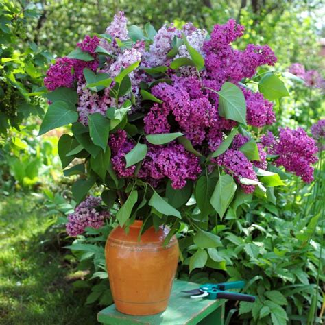 Fertilizing the Lilac for 5 Lush Blooms