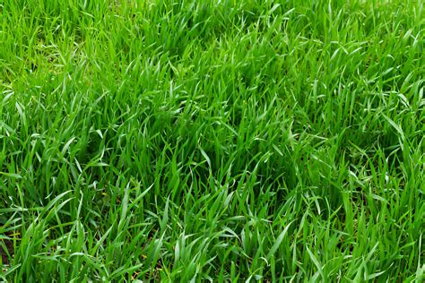 Fescue Fertilizer: The Ultimate Guide for a Luscious Lawn