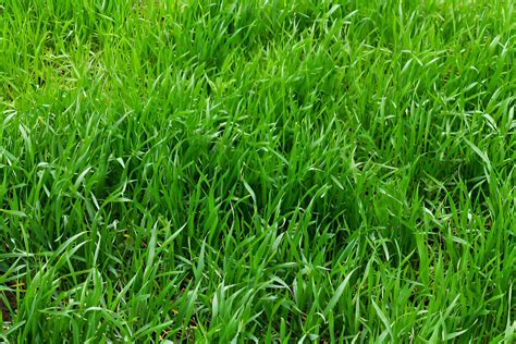 Fescue Fertilizer: The Ultimate Guide to Greener, Healthier Lawns