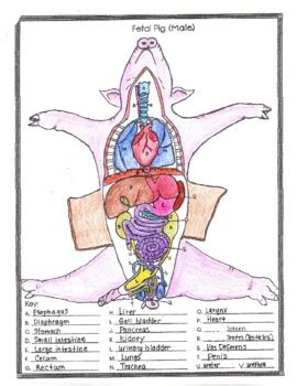 Fetal Pig Dissection Anatomy Answer Key Kindle Editon