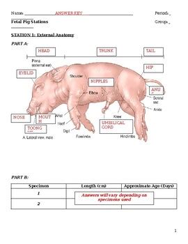 Fetal Pig Dissection Answer Key Epub