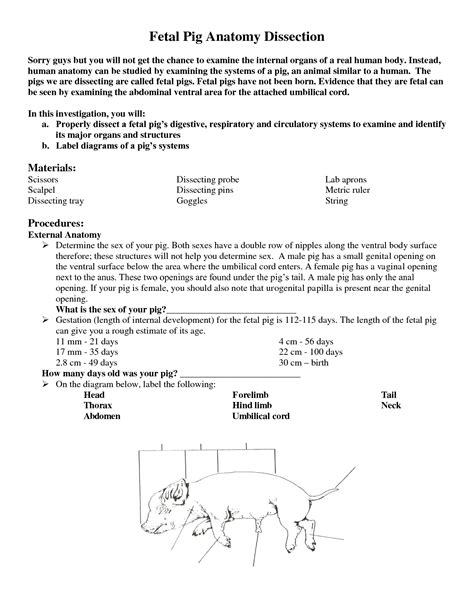 Fetal Pig Dissection Day 2 Answer Key Reader