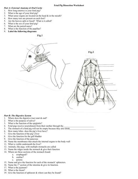 Fetal Pig Dissection Day 4 Answer Key Doc