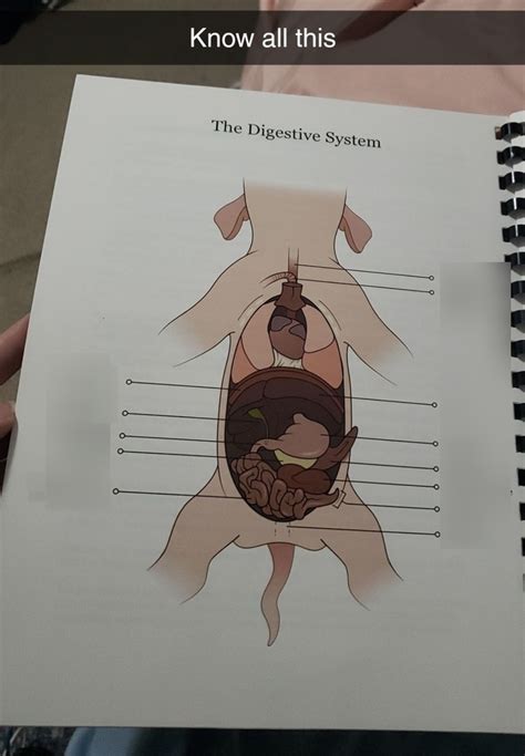 Fetal Pig Dissection Digestive System Answer Sheet Reader