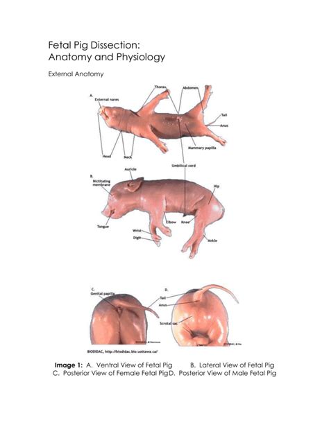 Fetal Pig Dissection Exercise 1 Answer Key Reader