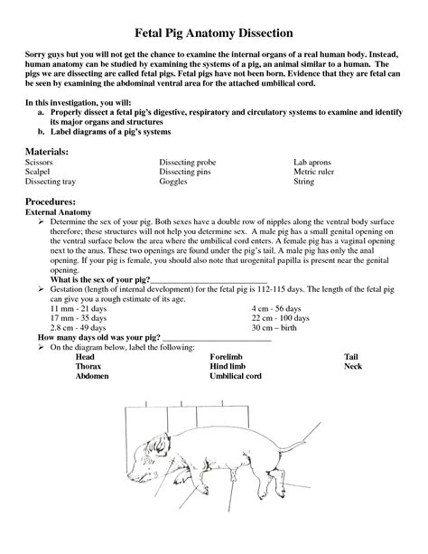 Fetal Pig Dissection Lab Analysis Answers Epub