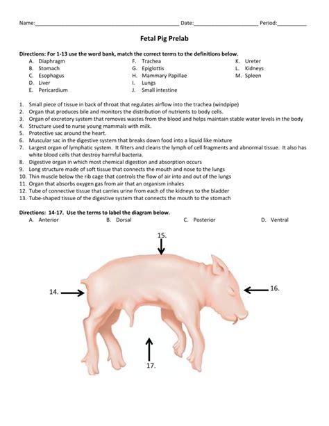 Fetal Pig Dissection Lab Whitman Answers Epub