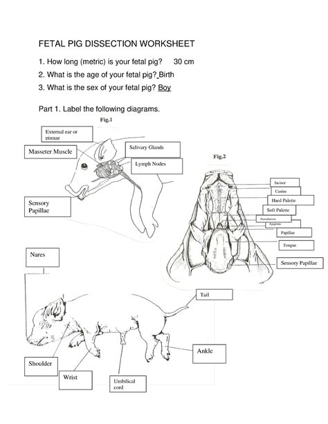 Fetal Pig Dissection Lab Worksheet Answers Reader