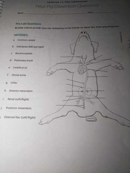 Fetal Pig Lab Analysis Answers Biology Doc