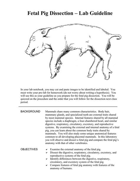 Fetal Pig Lab Answer Sheet Doc