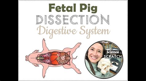 Fetal Pig Packet Digestion Answers Reader