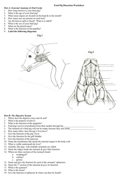 Fetal Pig Worksheet Answers Reader