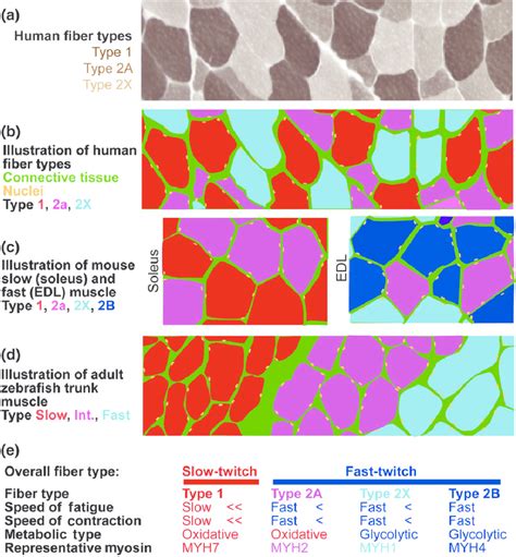 Fiber type: