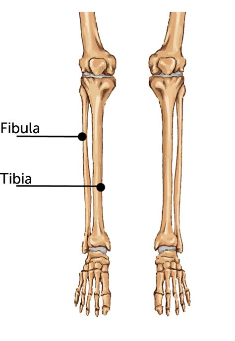 Fibula