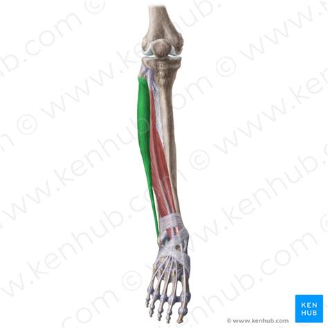 Fibular Longo: