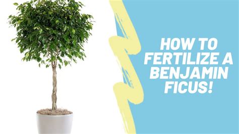 Ficus Benjamina Fertilizer: A Comprehensive Guide to Keeping Your Plant Thriving