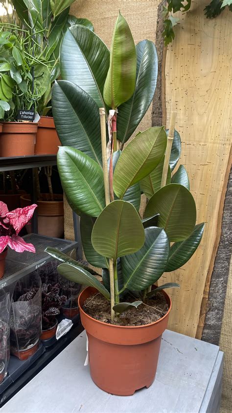 Ficus Elastica