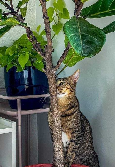 Fiddle Leaf Fig Cats: A Purrfect Addition to Your Home