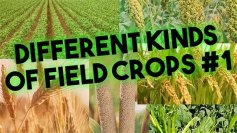 Field Crops: