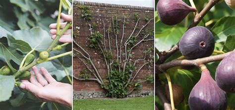 Fig Cultivation: A Lucrative Endeavor