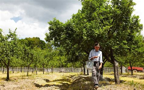 Fig Tree Fertilization: A 10-Step Guide to Cultivating Fruiting Success