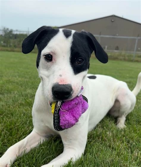 Fighting for Findlay's Furry Friends: Hancock County Humane Society's 150-Year Legacy