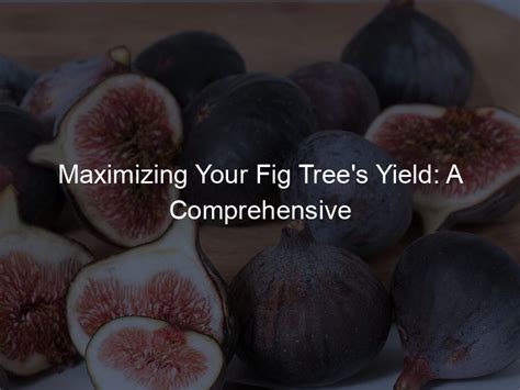 Figs Track Order: The Comprehensive Guide to Maximizing Fruit Quality and Yield