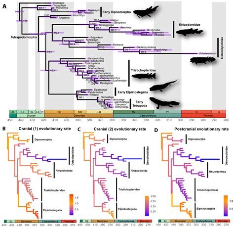 Figure 1: Phylogenetic Analysis of Squirtle Species