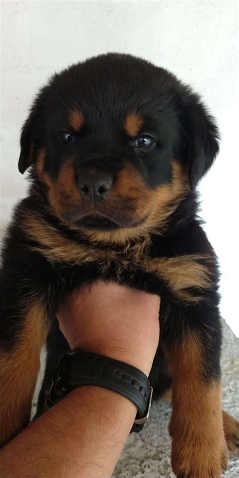 Filhote de Rottweiler para Venda: Guia Completo para Novos Proprietários