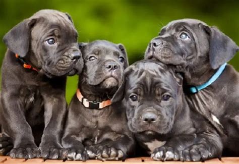 Filhotes de Cane Corso: Um Guia Completo para Criar um Companheiro Leal e Protetor