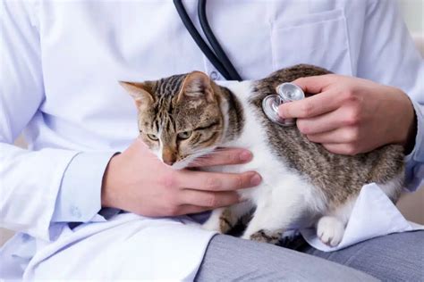 Find the Best Vet for Cats Near You: A Comprehensive Guide