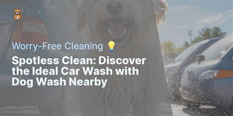 Find the Perfect Doggy Wash Near You: A Comprehensive Guide