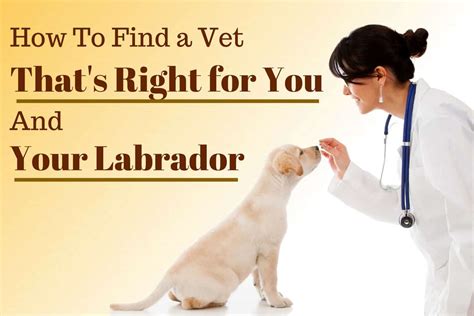 Find the Vet That's Right for You