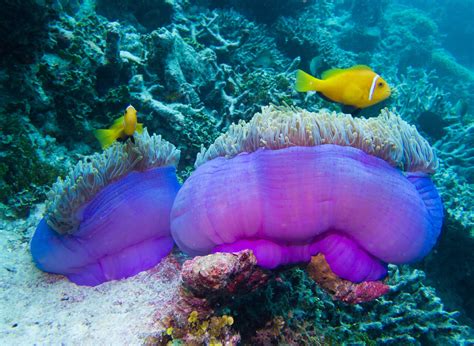 Finding Nemo Anemone: A Marine Marvel