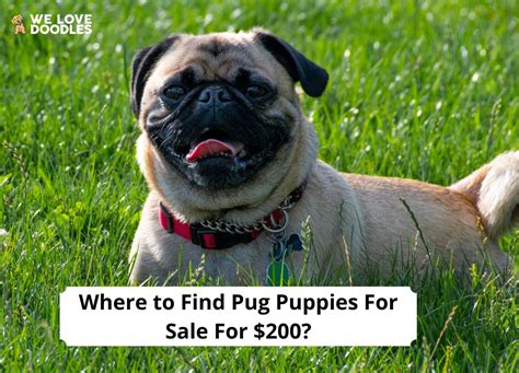 Finding Pug Puppies for Sale