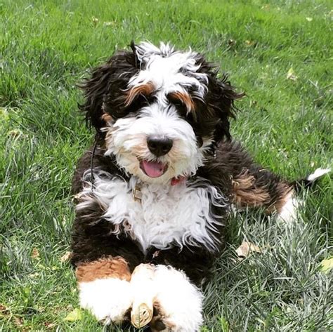 Finding Your Bernedoodle