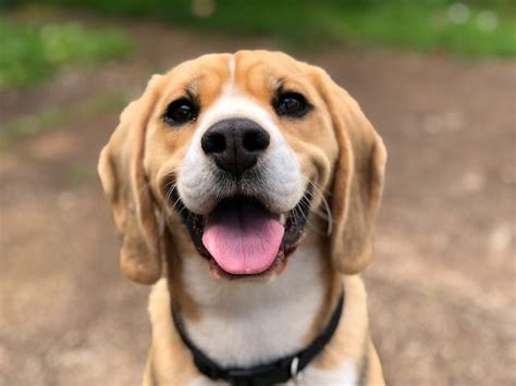 Finding Your Furry Companion: A Comprehensive Guide to Black Labs for Sale Near You