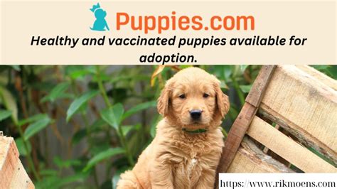 Finding Your Furry Companion: A Comprehensive Guide to Finding Puppies for Sale in Wichita, KS